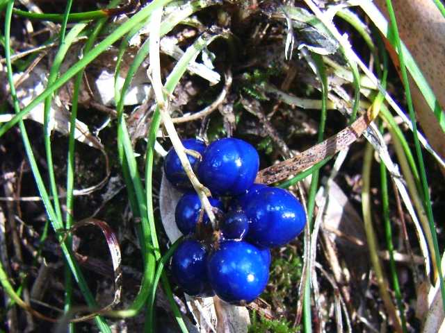 ナガバジャノヒゲ果実