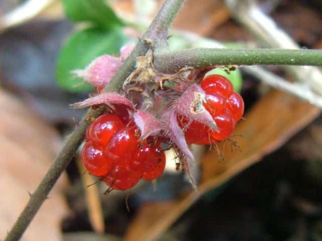 アイノコフユイチゴ