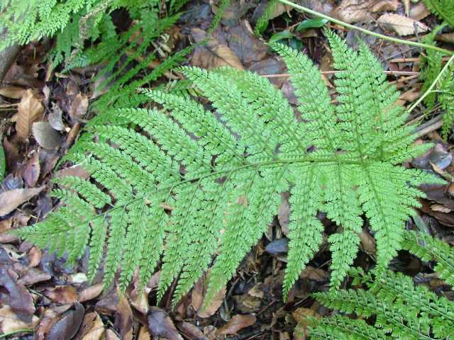 リョウメンシダ