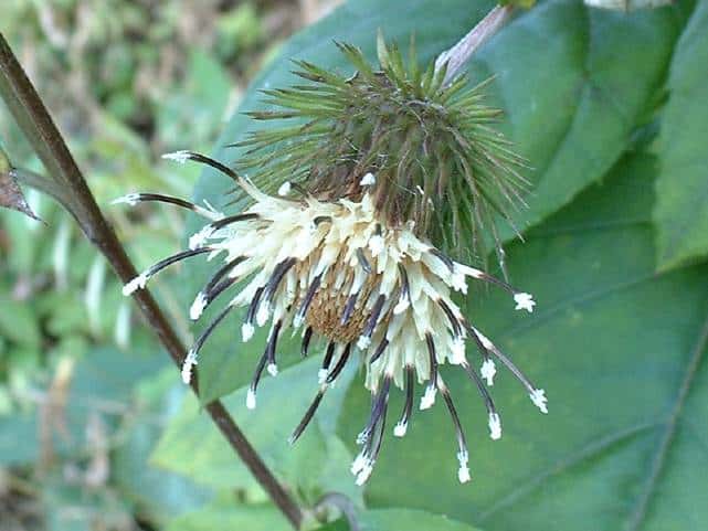 キクバヤマボクチ