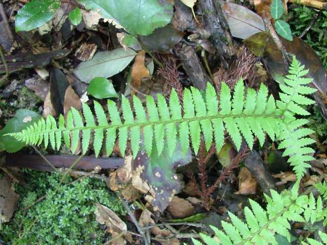 ジュウモンジシダ