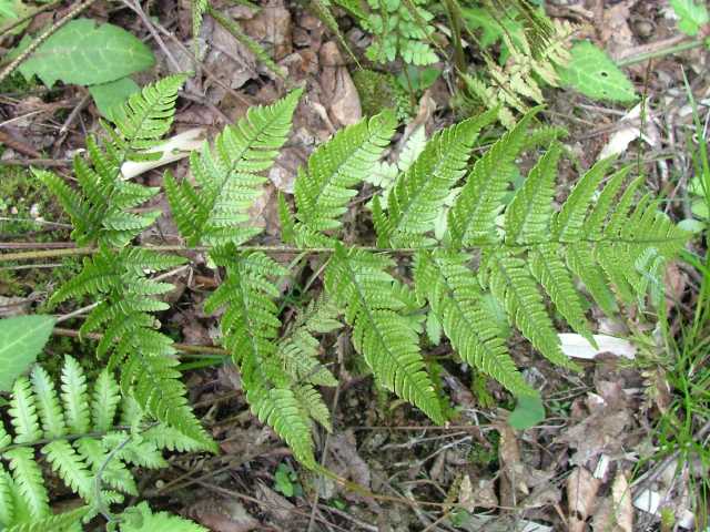 ヤマイタチシダ