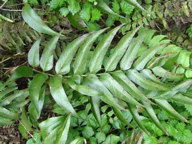 ナガバヤブソテツ