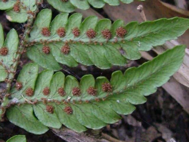 ヤマイタチシダ