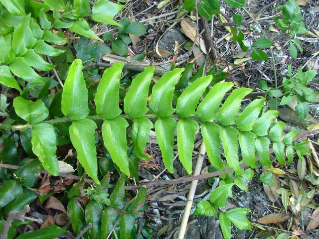 オニヤブソテツ