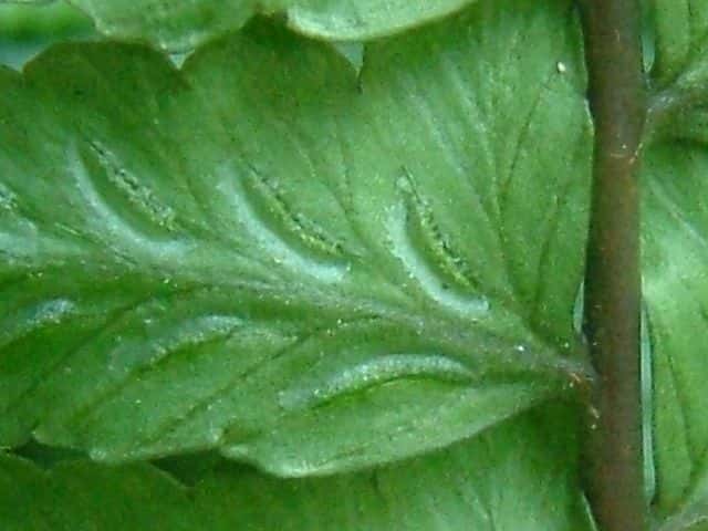 タニイヌワラビ