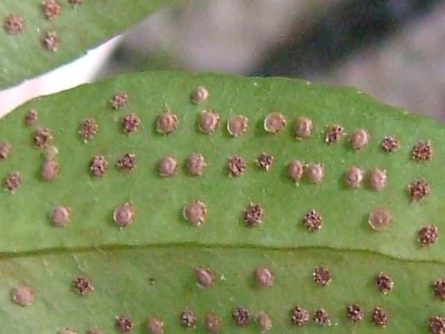 ヤマヤブソテツ