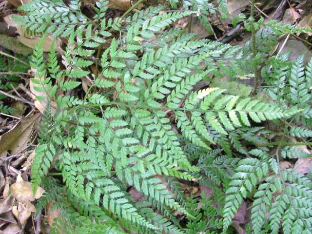 コバノカナワラビ