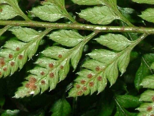 コバノカナワラビ