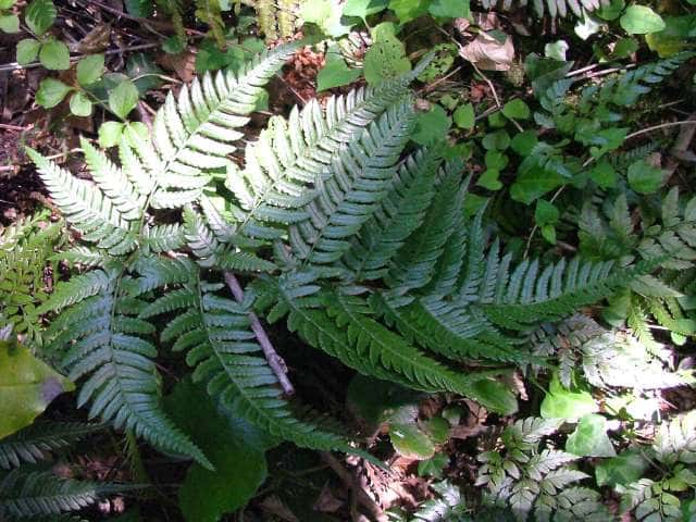 オオイタチシダ