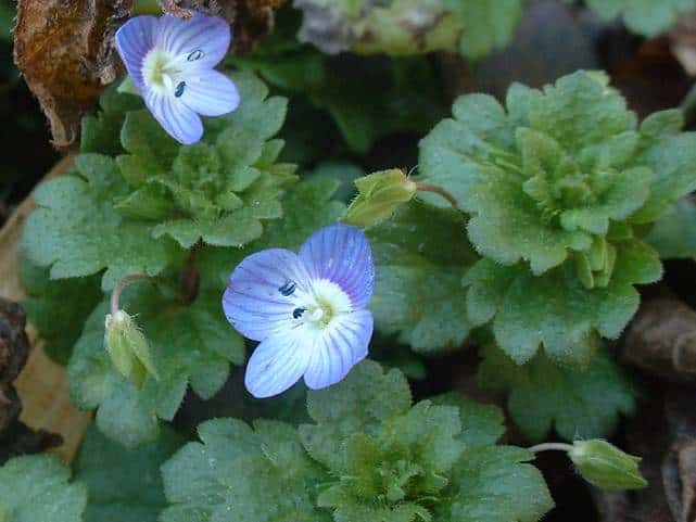 オオイヌノフグリ