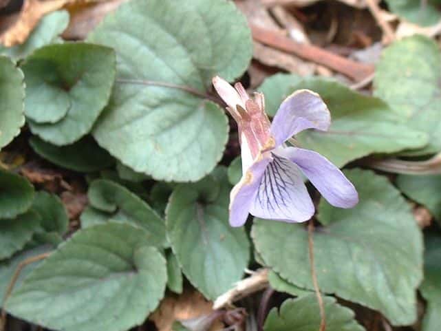 ナガバタチツボスミレ