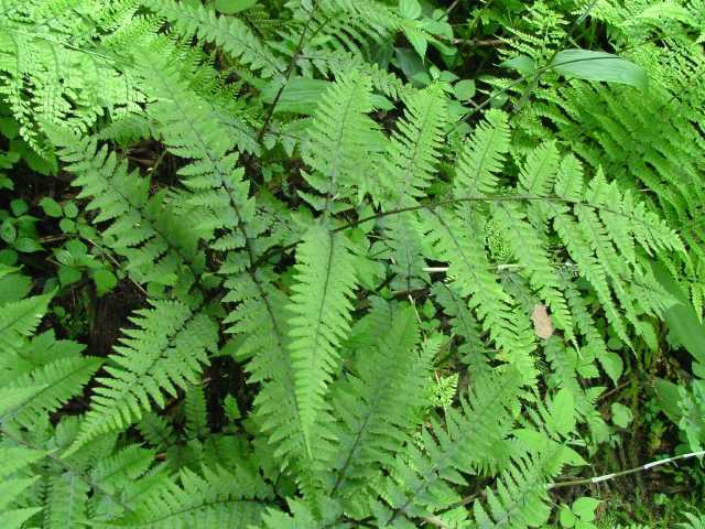 ヤマイヌワラビ