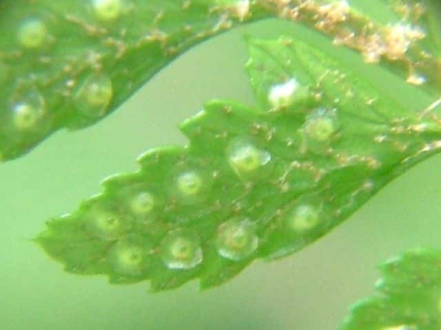 ホソバカナワラビ