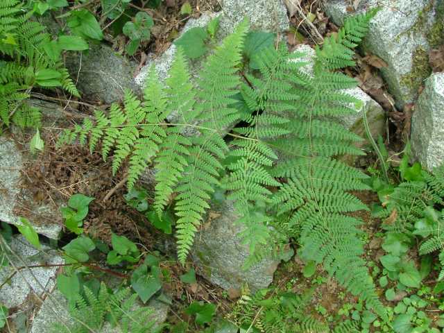 イワヒメワラビ