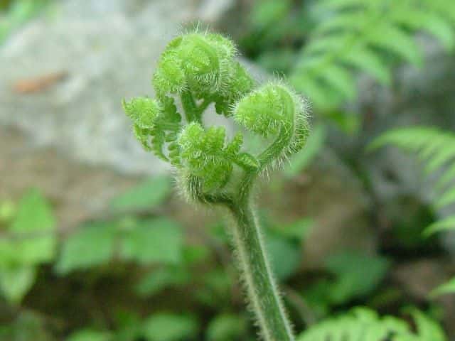 イワヒメワラビ