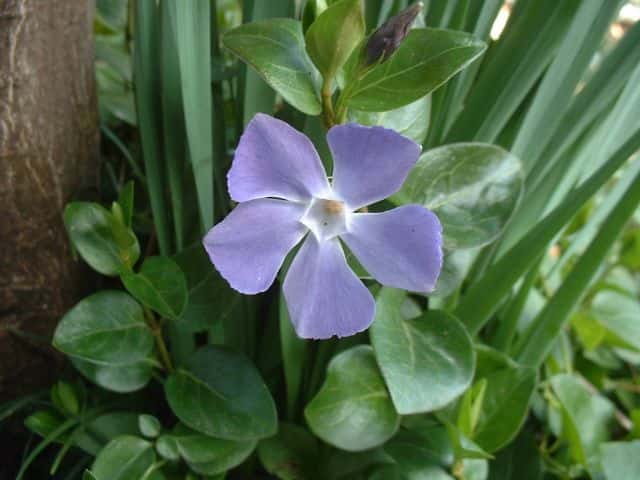 ツルニチニチソウ