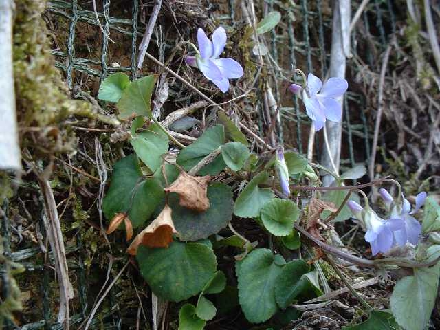 ナガバタチツボスミレ