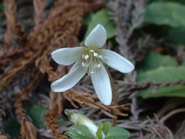 ミヤマカタバミ