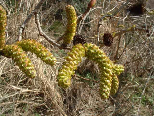 オオバヤシャブシ