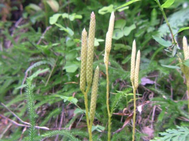 ヒカゲノカズラ