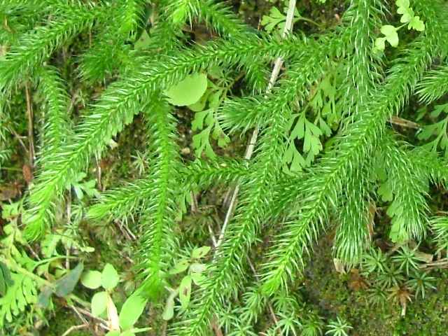 ヒカゲノカズラ