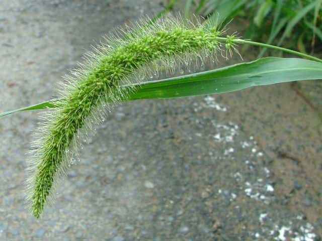 アキノエノコログサ