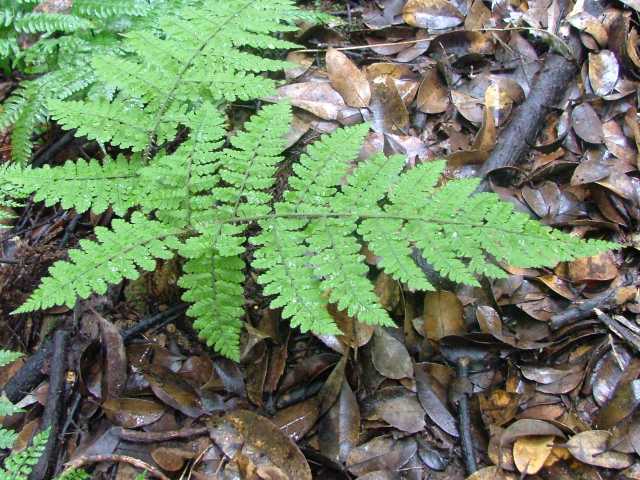 キヨスミヒメワラビ