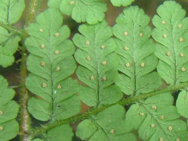 キヨスミヒメワラビ