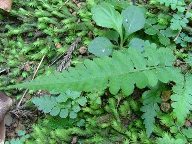 ホソバシケシダ