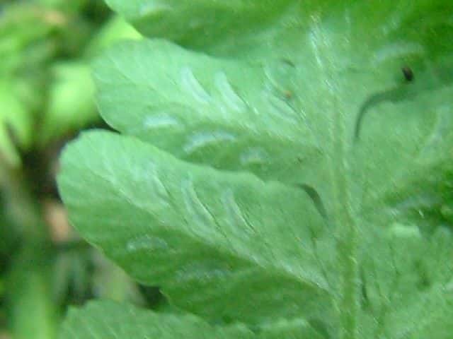 ホソバシケシダ