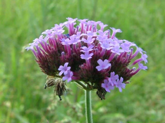 ヤナギハナガサ