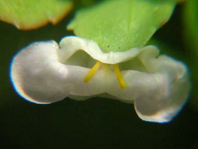 ヒロハスズメノトウガラシ