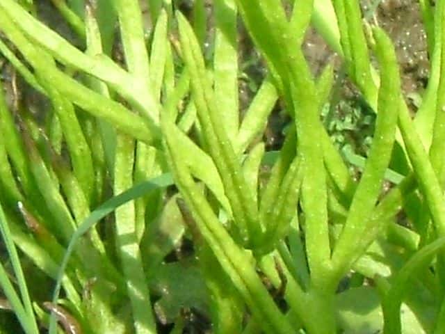 ヒメミズワラビ