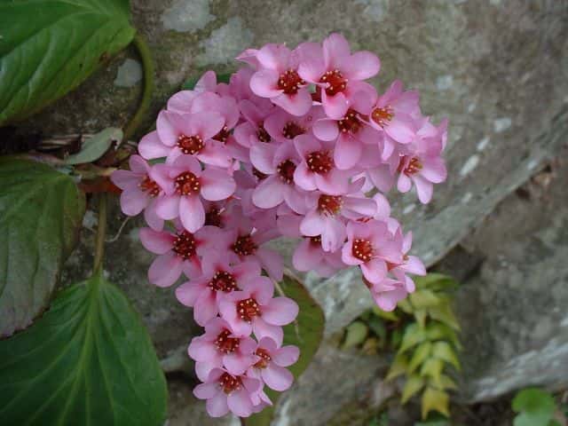 ヒマラヤユキノシタ