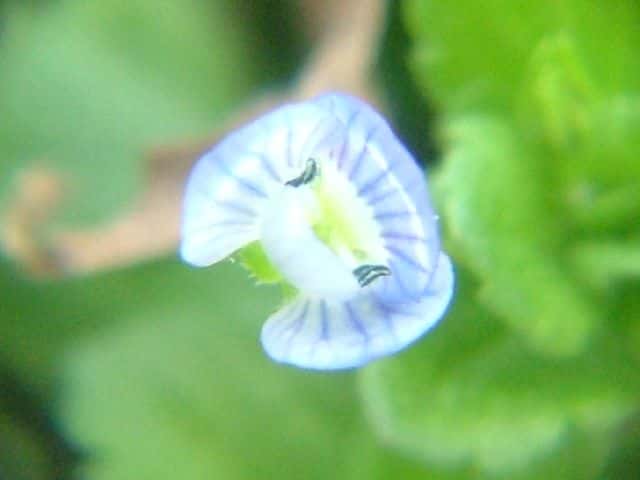 オオイヌノフグリ