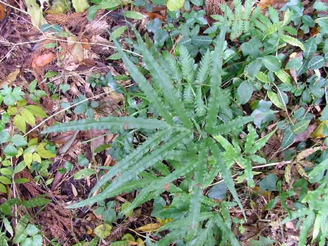 アイイノモトソウ