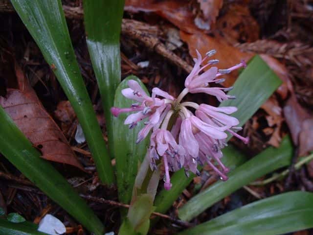 ショウジョウバカマ