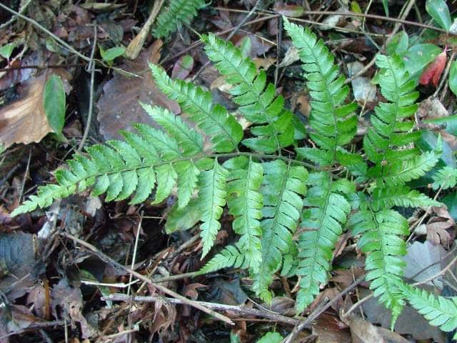 オニカナワラビ