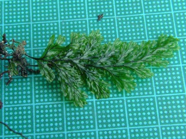 コウヤコケシノブ