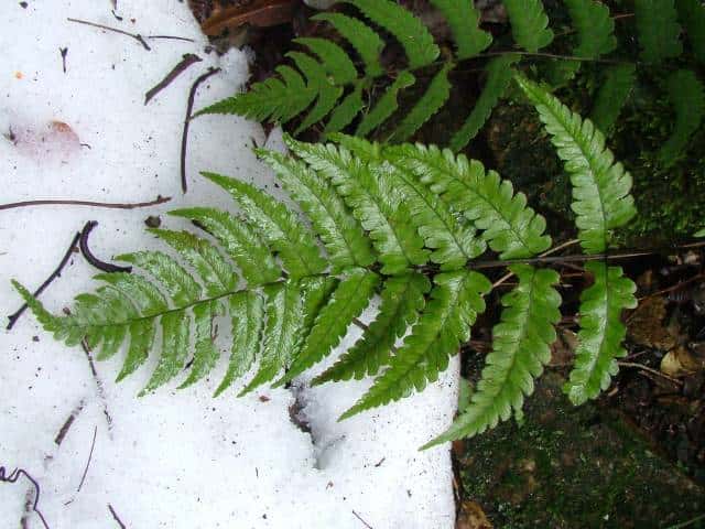 ミヤマノコギリシダ