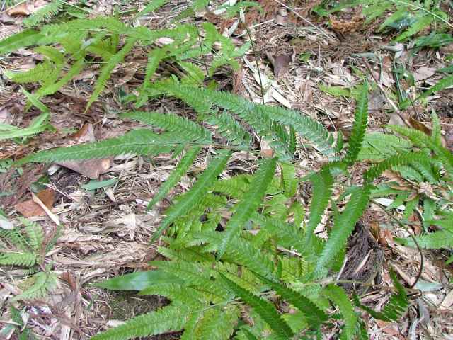 �n�J�^�V�_