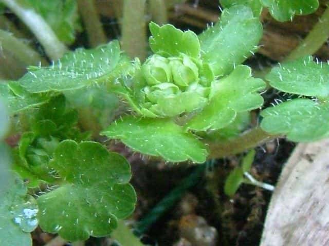 ���}�l�R�m���\�E