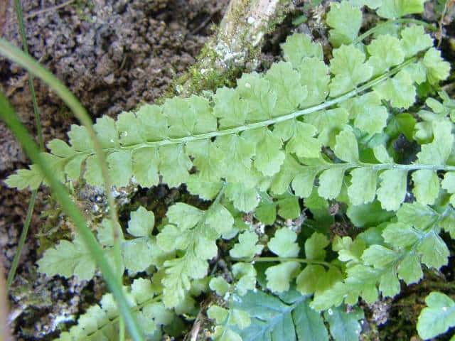 �g���m�I�V�_