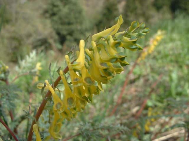 ミヤマキケマン