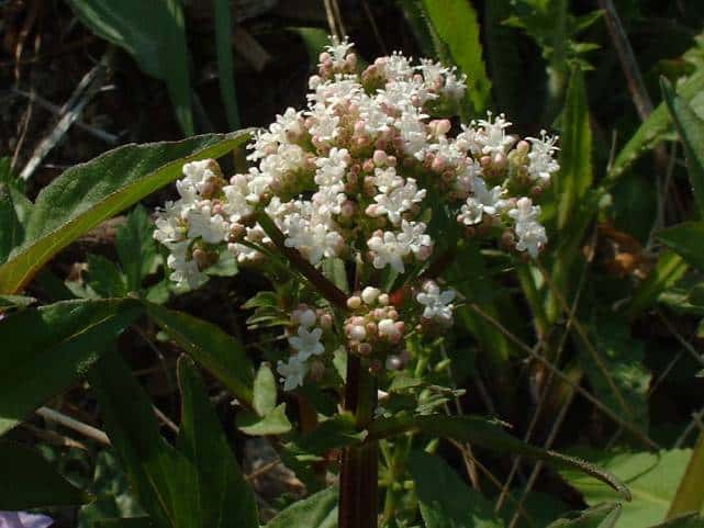 ツルカノコソウ