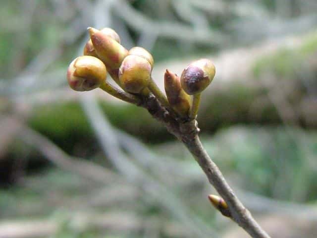 �J�i�N�M�m�L