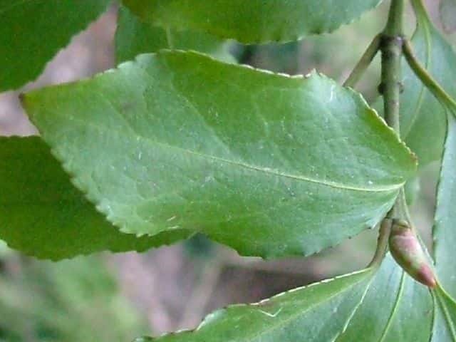 �c���}�T�L