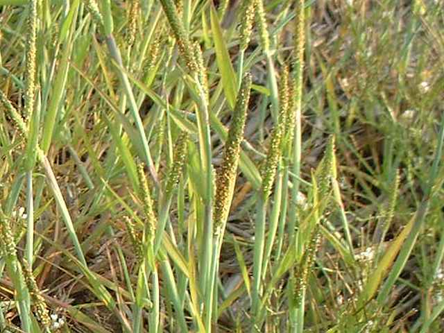 スズメノテッポウ