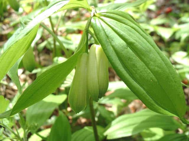 ホウチャクソウ